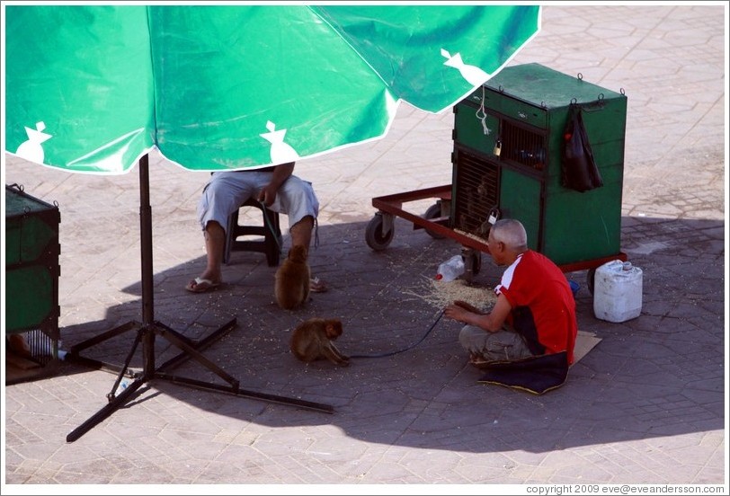 Man with monkeys, Jemaa el Fna.