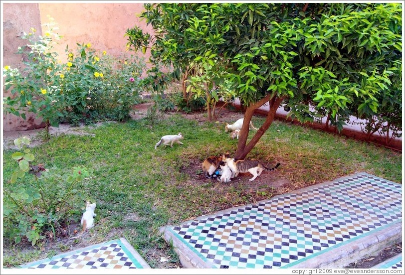 Cats, Saadiens Tombs.