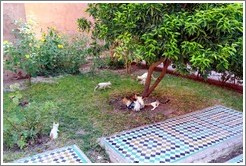 Cats, Saadiens Tombs.