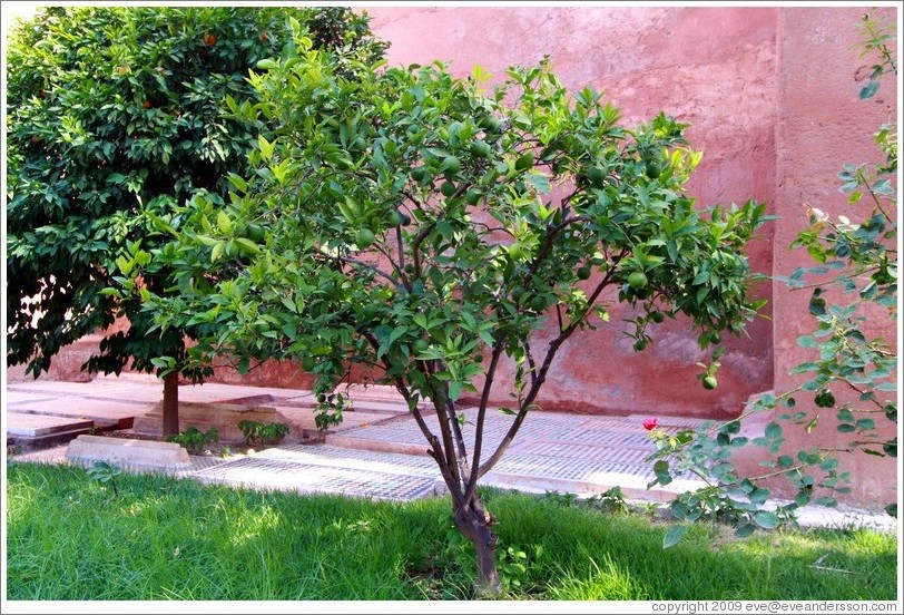 Fruit tree, Saadiens Tombs.