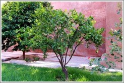 Fruit tree, Saadiens Tombs.