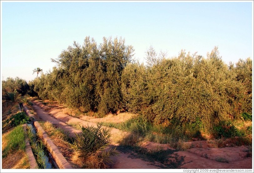 Olive trees, Menara gardens.