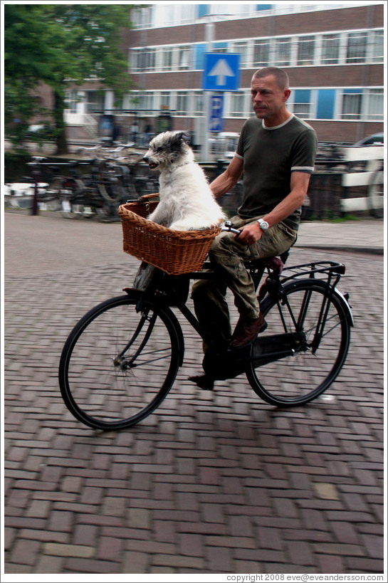 Bicyclist with dog in basket.