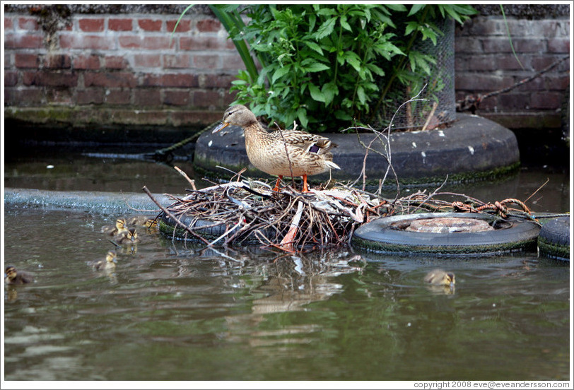 Duck with ducklings in nest built on tire.  Egelantiersgracht canal, Jordaan district.
