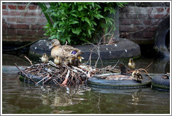 Duck with ducklings in nest built on tire.  Egelantiersgracht canal, Jordaan district.