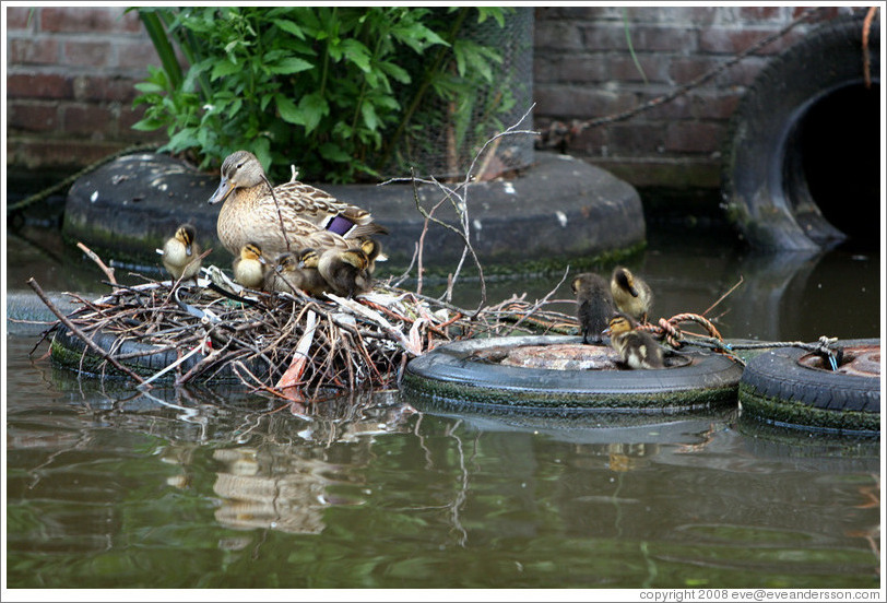 Duck with ducklings in nest built on tire.  Egelantiersgracht canal, Jordaan district.