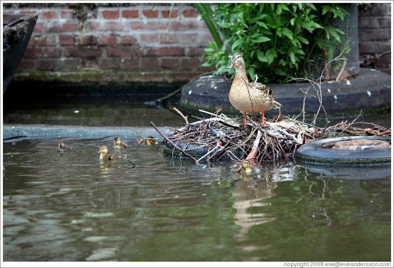 Duck with ducklings in nest built on tire.  Egelantiersgracht canal, Jordaan district.