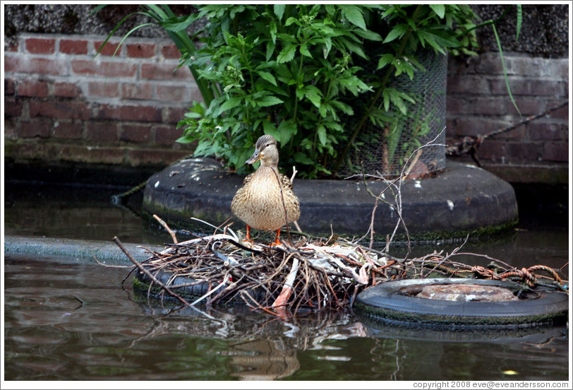 Duck with ducklings in nest built on tire.  Egelantiersgracht canal, Jordaan district.