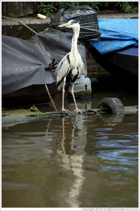 Heron. Egelantiersgracht canal, Jordaan district.