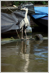 Heron. Egelantiersgracht canal, Jordaan district.