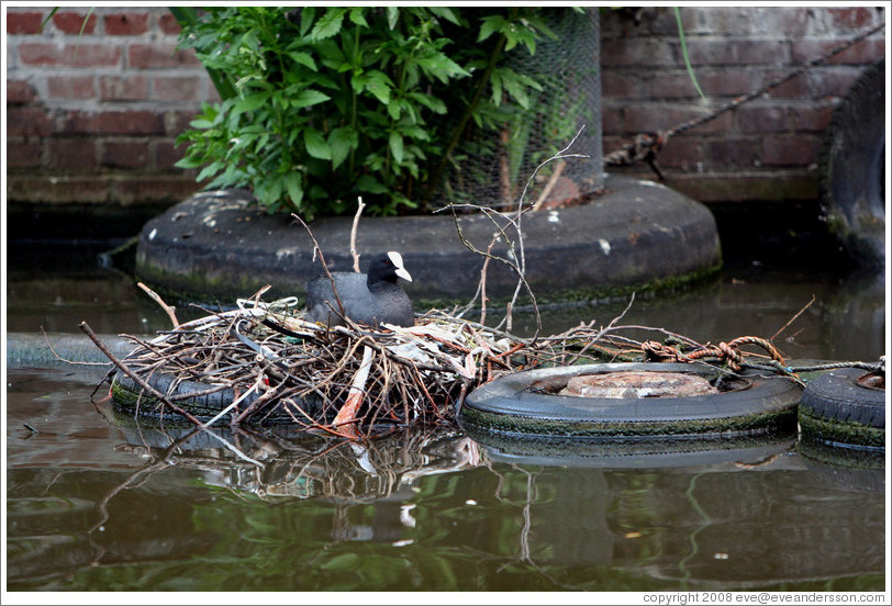 Loonie in nest built on tire.  Egelantiersgracht canal, Jordaan district.