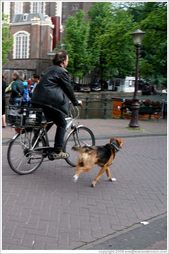 Bicyclist with dog.  Jordaan district.