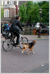 Bicyclist with dog.  Jordaan district.