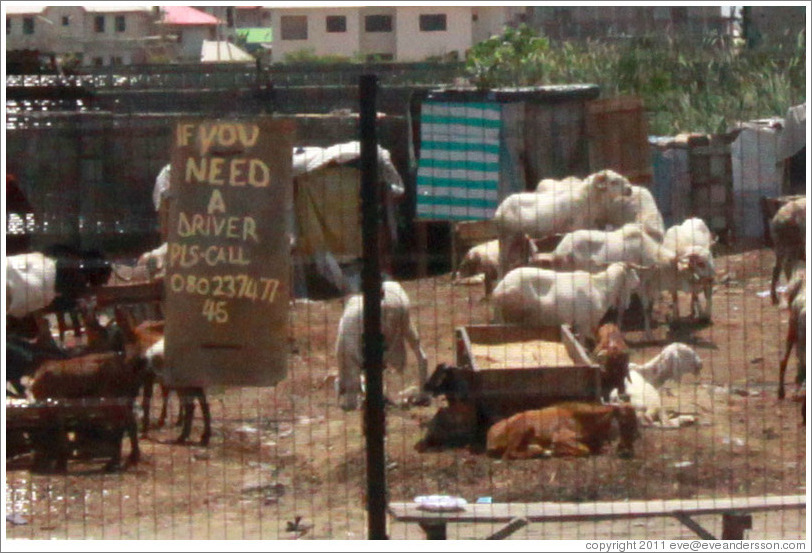 Sign advertising a driver on a fence enclosing animals. Lekki-Epe Expressway, Victoria Island.