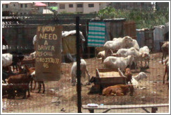 Sign advertising a driver on a fence enclosing animals. Lekki-Epe Expressway, Victoria Island.