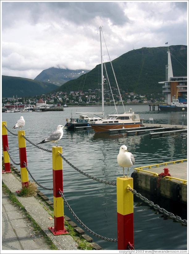 Birds on dock.