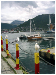 Birds on dock.