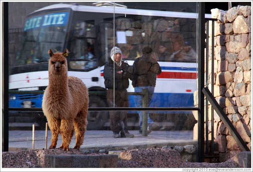 Kusi, a young alpaca, at Kusikancha, an Inca site in central Cusco.