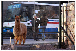 Kusi, a young alpaca, at Kusikancha, an Inca site in central Cusco.