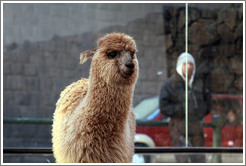 Kusi, a young alpaca, at Kusikancha, an Inca site in central Cusco.