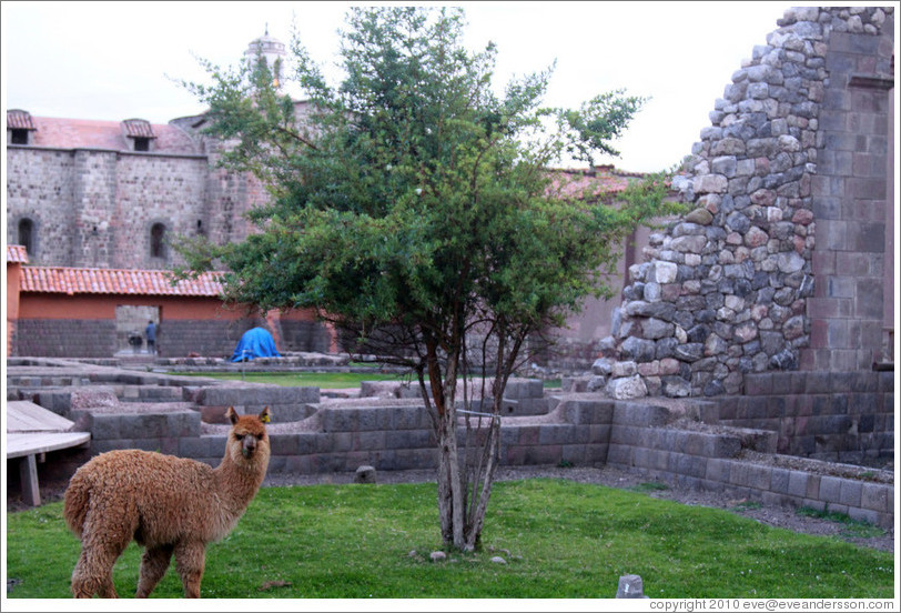 Kusi, a young alpaca, at Kusikancha, an Inca site in central Cusco.