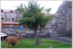 Kusi, a young alpaca, at Kusikancha, an Inca site in central Cusco.