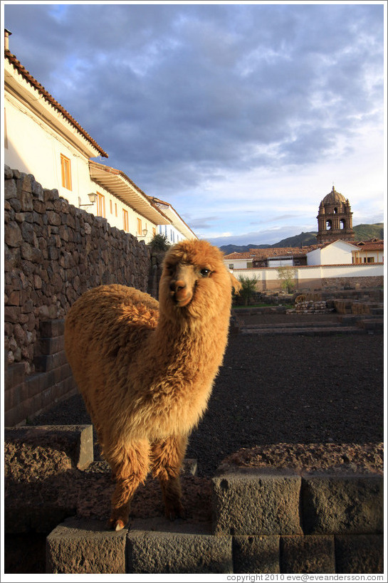 Kusi, a young alpaca, at Kusikancha, an Inca site in central Cusco.