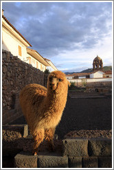 Kusi, a young alpaca, at Kusikancha, an Inca site in central Cusco.