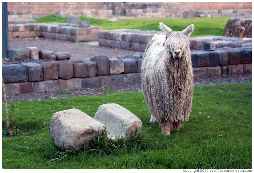 Llama at Kusikancha, an Inca site in central Cusco.