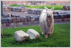 Llama at Kusikancha, an Inca site in central Cusco.