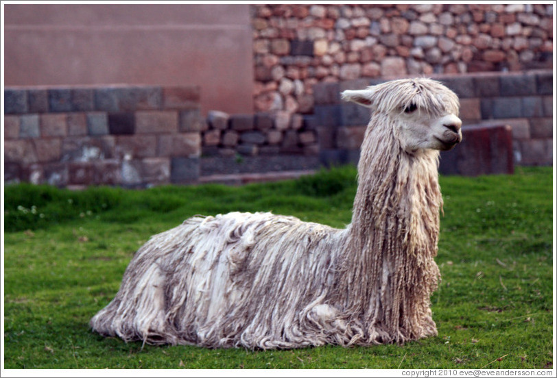 Llama at Kusikancha, an Inca site in central Cusco.