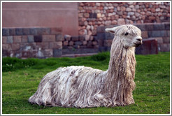 Llama at Kusikancha, an Inca site in central Cusco.