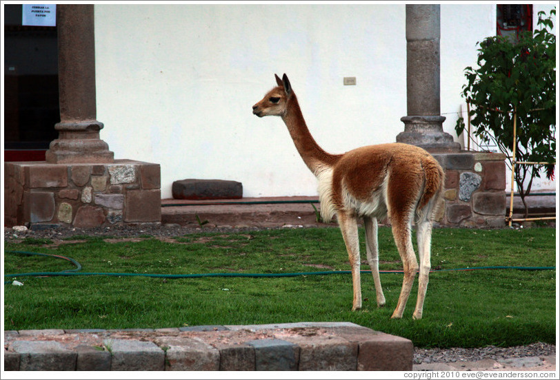 Vicu?t Kusikancha, an Inca site in central Cusco.