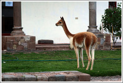 Vicu?t Kusikancha, an Inca site in central Cusco.