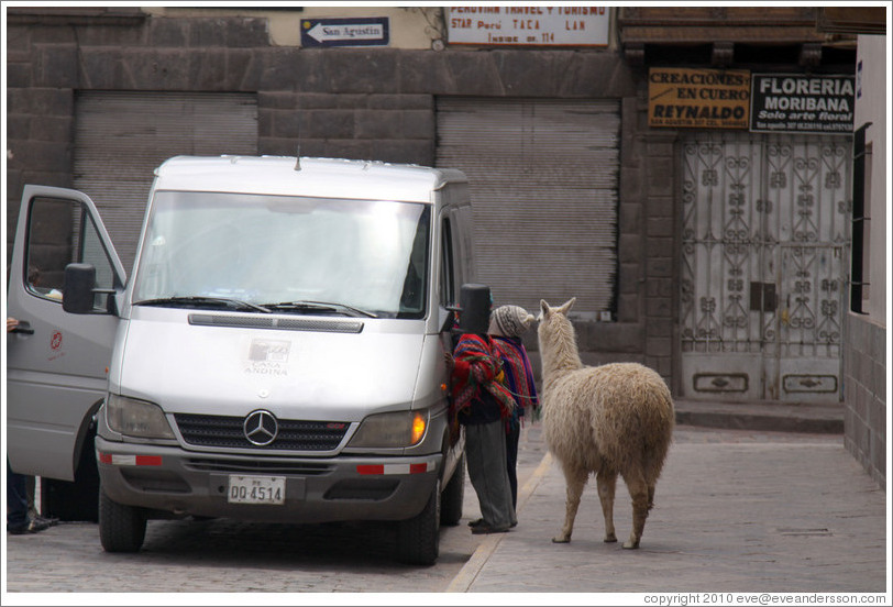 Kids and an alpaca. Calle Maruri.