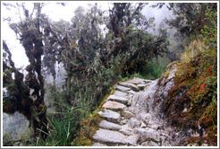 Inca Trail.