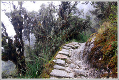 Inca Trail.