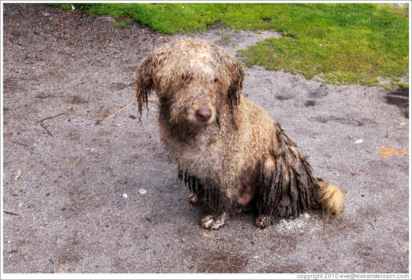 Wet and matted dog on the Inca Trail.