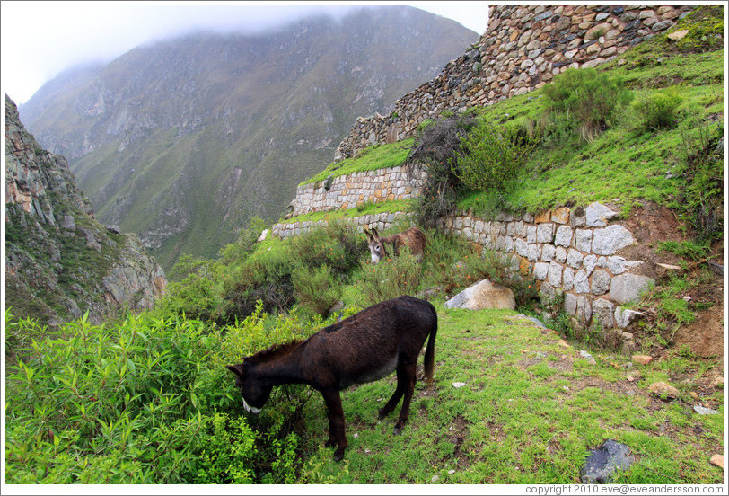 Donkeys at the side of the Inca Trail.