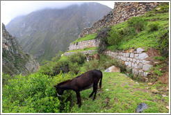 Donkeys at the side of the Inca Trail.
