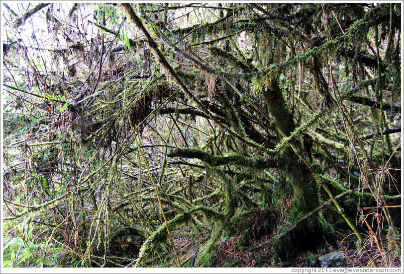 Moss-covered tree.