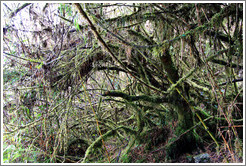 Moss-covered tree.