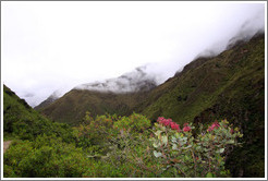 Flowers and seen from the Inca Trail.