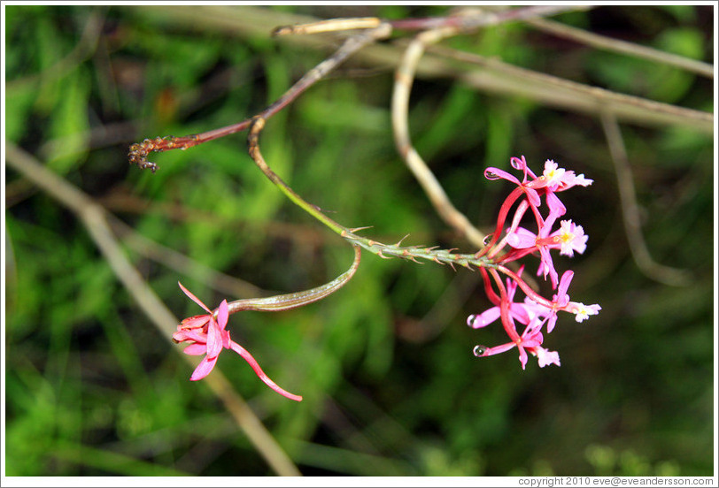 Epidendrum secundum, an orchid seen on the Inca Trail.