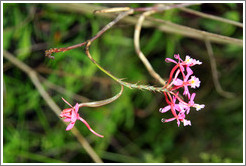 Epidendrum secundum, an orchid seen on the Inca Trail.