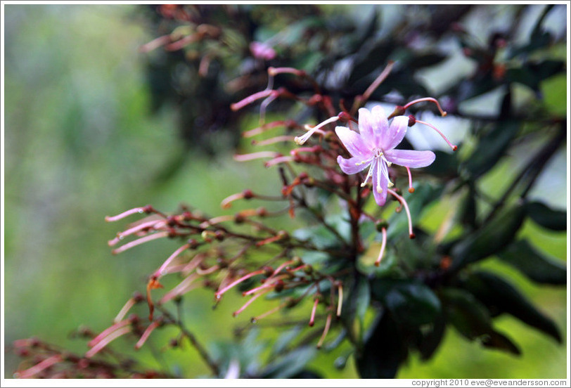 Pink flower seen on the Inca Trail.