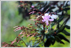 Pink flower seen on the Inca Trail.