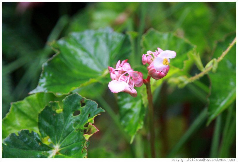 Pink flowers seen on the Inca Trail.