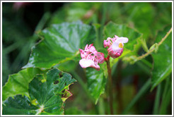 Pink flowers seen on the Inca Trail.