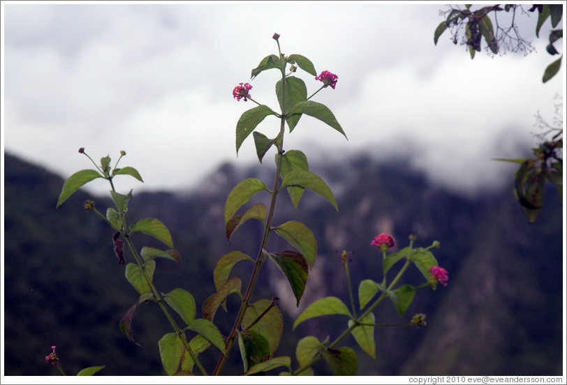 Pink flowers seen on the Inca Trail.